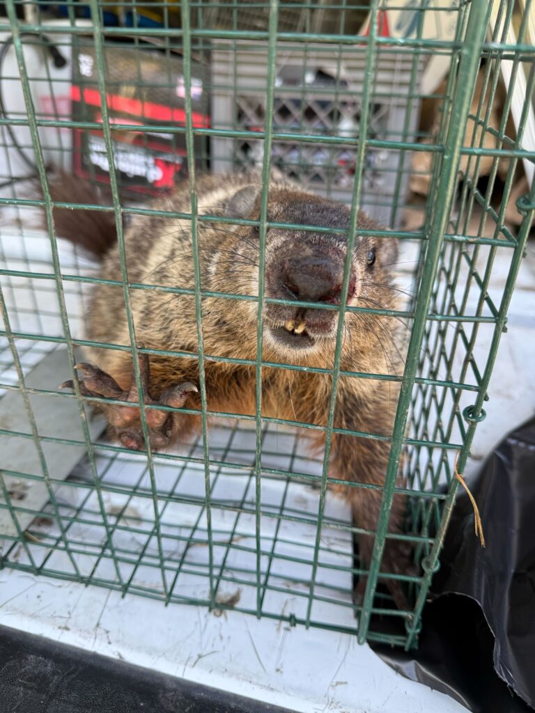 Infinity Wildlife Control